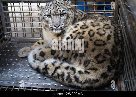 Ein verletzte Schneeleopardenjunge wurde aus Morang gerettet und in den Central Zoo in Lalitpur gebracht. Ein Schneeleopard wurde typischerweise in einer Höhe von 2500 Metern über dem Meeresspiegel gefunden und in der Tarai-Tiefebene auf 150 Metern gesichtet. Dies ist ein seltenes Vorkommen, wenn in Tieflandgebieten hochgelegene Tiere entdeckt werden. Ähnliche Fälle wurden jedoch in der Mongolei und Russland berichtet, wo Schneeleoparden und Himalaya-Wölfe auch in Tieflandregionen auf etwa 500 Metern verzeichnet wurden. Laut Naturschutzwissenschaftler Dr. Madhu Chhetri könnte der Schneeleopard danach in die falsche Richtung abgestiegen sein Stockfoto