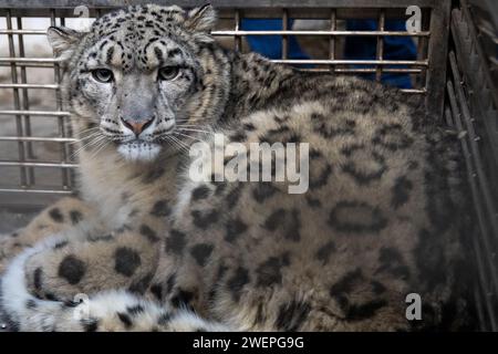 Kathmandu, Nepal. Januar 2024. Ein verletzte Schneeleopardenjunge wurde aus Morang gerettet und in den Central Zoo in Lalitpur gebracht. Ein Schneeleopard wurde typischerweise in einer Höhe von 2500 Metern über dem Meeresspiegel gefunden und in der Tarai-Tiefebene auf 150 Metern gesichtet. Dies ist ein seltenes Vorkommen, wenn in Tieflandgebieten hochgelegene Tiere entdeckt werden. Ähnliche Fälle wurden jedoch in der Mongolei und Russland berichtet, wo Schneeleoparden und Himalaya-Wölfe auch in Tieflandregionen auf etwa 500 Metern verzeichnet wurden. Laut Naturschutzwissenschaftler Dr. Madhu Chhetri könnte der Schneeleopard des haben Stockfoto