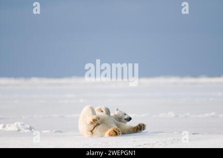 Eisbär, Ursus maritimus, Kragensau rollt auf dem Packeis herum, um sich entweder zu kratzen, zu pflegen oder zu kühlen, entlang der arktischen Küste von ANWR Alaska Stockfoto