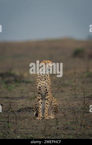 Der Gepard sitzt in kurzem Gras und dreht den Kopf Stockfoto