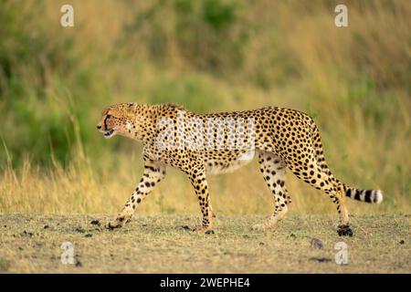 Gepard läuft über kurzes Gras im Profil Stockfoto