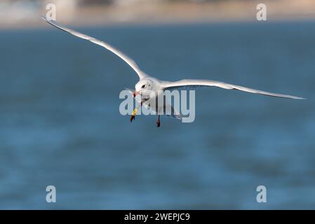 Ichthyaetus melanocephalus (Ichthyaetus melanocephalus) mit Ring, der ursprünglich 2021 als Küken außerhalb der Stadt Hamburg beringt wurde Stockfoto