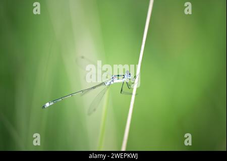 Porträt einer seltenen Smaragdfliege (lestes dryas) Stockfoto