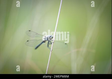 Schwarzer Darter oder schwarzer Meadowhawk Stockfoto