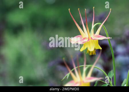 Zusammenfassung der wunderschönen Aquilegia caerulea „McKana Giants Mix“ Blüten im Blumengarten. Selektiver Fokus mit verschwommenem Vorder- und Hintergrund. Stockfoto