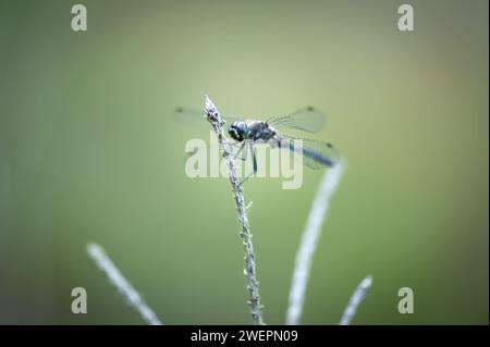 Schwarzer Darter oder schwarzer Meadowhawk Stockfoto