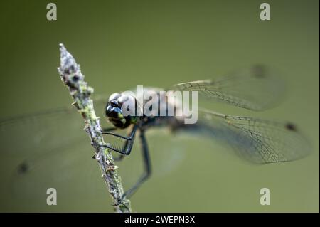 Schwarzer Darter oder schwarzer Meadowhawk Stockfoto