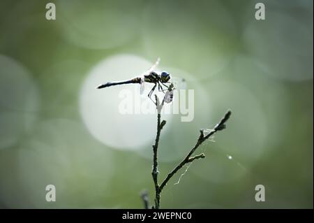 Schwarzer Darter oder schwarzer Meadowhawk Stockfoto