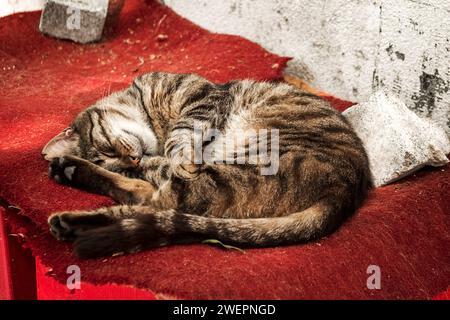 Die Zärtlichkeit einer Katze, die auf einem provisorischen Bett liegt Stockfoto