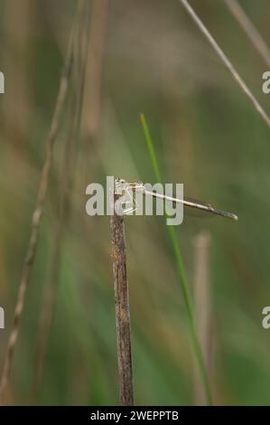 Porträt einer Weissbeinfliege (Platycnemis pennipes) Stockfoto