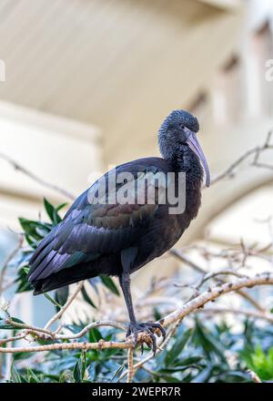 Das anmutige Puna Ibis, Plegadis ridgwayi, schmückt die hochgelegenen Landschaften Perus. Stockfoto