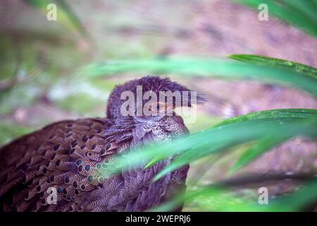 Der exquisite malayische Pfau Fasan, Polyplectron Malacense, zeigt sein lebendiges Gefieder in den reichen Landschaften Malaysias. Stockfoto