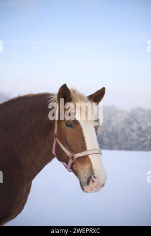 Braunes Pferd im verschneiten Winterwald Stockfoto