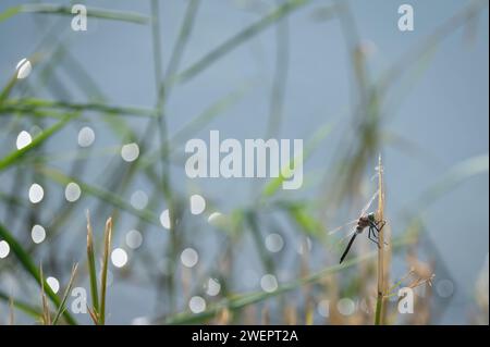 Porträt der Libelle des kleinen Kaisers (Anax parthenope) Stockfoto