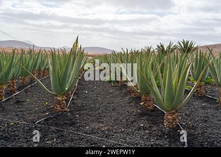 Aloe Vera pflanzt in einem Bauernhof mit trockener Landschaft. Stockfoto