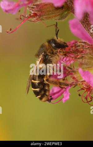 Natürliche farbenfrohe Nahaufnahme auf einer weiblichen lila Loosestrife-Biene, Melitta nigricans auf ihrer Wirtspflanze Stockfoto