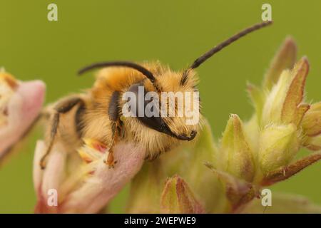 Natürliche Nahaufnahme auf der seltsamen europäischen grünen Laternenfliege, Dictyophara europaea, die auf Holz sitzt Stockfoto