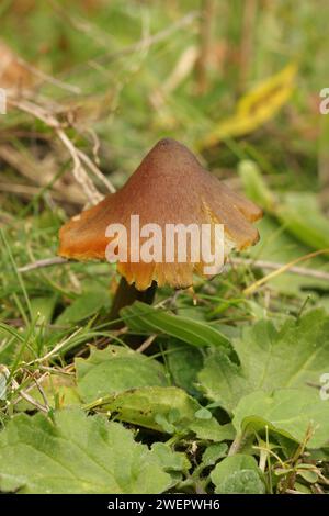 Natürliche Nahaufnahme des farbenfrohen, orangen Hexenhut-Pilzes Hygrocybe conica, der in einem Grasland steht Stockfoto