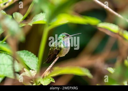 Kolibri im Regenwald von Costa Rica Stockfoto