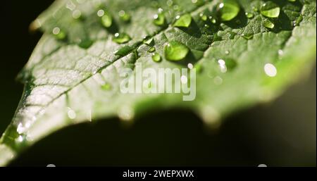 Wassertropfen auf die Blattoberfläche Stockfoto
