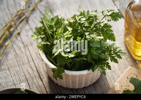Frische junge Kuh-Petersilienblätter auf einem Tisch - eine wilde essbare Pflanze, die im Spätwinter und Frühjahrsfrühling geerntet wird Stockfoto