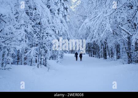 Silhouettenfiguren wandern auf einem schneebedeckten Pfad im Tamar Valley, umgeben von einem ruhigen, winterlichen Wald. Stockfoto