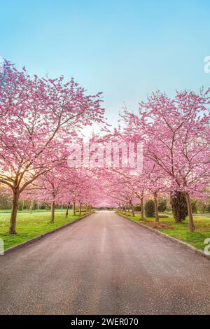 Kirschblütenbäume, Bispebjerg Friedhof, Kopenhagen, Dänemark. Stockfoto