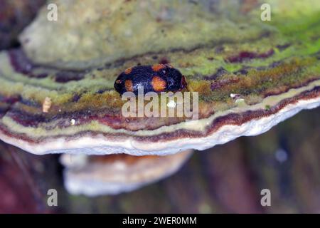 Der haarige Pilzkäfer (Mycetophagus quadripustulatus) an den Pilzen, die auf dem Holz wachsen. Stockfoto