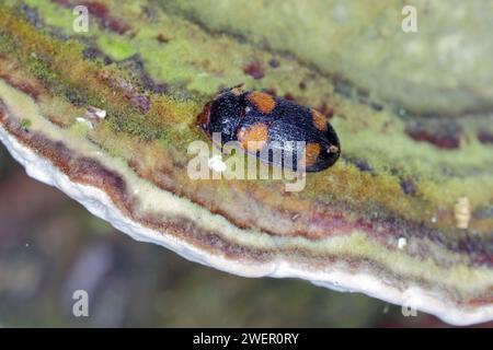 Der haarige Pilzkäfer (Mycetophagus quadripustulatus) an den Pilzen, die auf dem Holz wachsen. Stockfoto