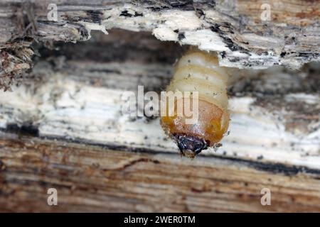 Larve des Käfer aus der Familie Cerambycidae (Langhornkäfer). Stockfoto