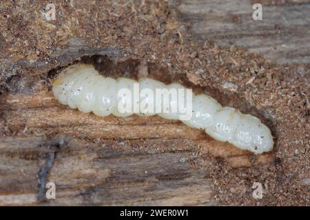 Larve des Käfer aus der Familie Cerambycidae (Langhornkäfer). Stockfoto