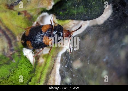 Der haarige Pilzkäfer (Mycetophagus quadripustulatus) an den Pilzen, die auf dem Holz wachsen. Stockfoto