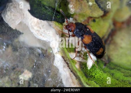 Der haarige Pilzkäfer (Mycetophagus quadripustulatus) an den Pilzen, die auf dem Holz wachsen. Stockfoto