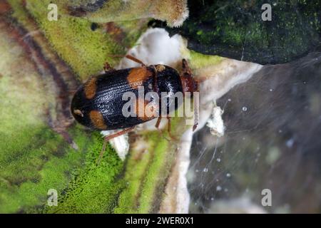 Der haarige Pilzkäfer (Mycetophagus quadripustulatus) an den Pilzen, die auf dem Holz wachsen. Stockfoto