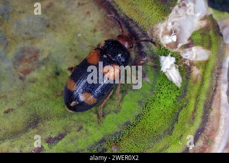 Der haarige Pilzkäfer (Mycetophagus quadripustulatus) an den Pilzen, die auf dem Holz wachsen. Stockfoto