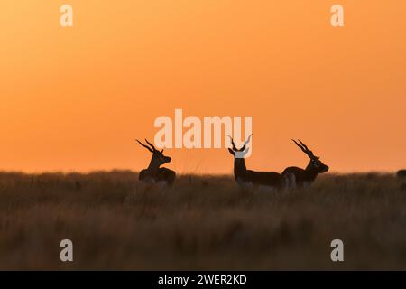 Männliche Schwarzbuck-Antilope in Pampas Plain, Provinz La Pampa, Argentinien Stockfoto