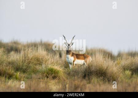 Männliche Schwarzbuck-Antilope in Pampas Plain, Provinz La Pampa, Argentinien Stockfoto