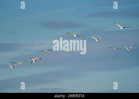 Eine Gruppe schwarz-weißer Möwen im Flug Stockfoto