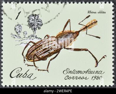 Gestempelte Briefmarke von Kuba, die Weevil (Rhina oblita) zeigt, um 1980. Stockfoto