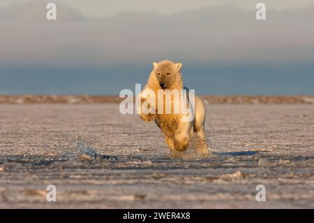 Eisbär Ursus maritimus, der nach einem Stück Fleisch läuft, spielt mit Kaktovik 1002 Küstenebene des Arctic National Wildlife Refuge, Alaska Stockfoto