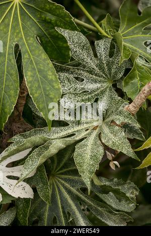 Natürliches Nahaufnahme-Pflanzenporträt der Blätter der Fatsia Japonica „Spinnen Web“ („Tsumugi-shibori“, japanische aralia „Tsumugi-shibori“) mit natürlichem Muster Stockfoto