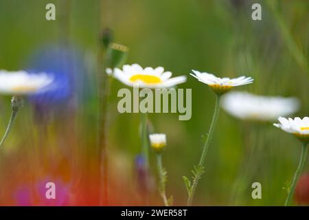 Details der Blumenwiese im Sommer Stockfoto