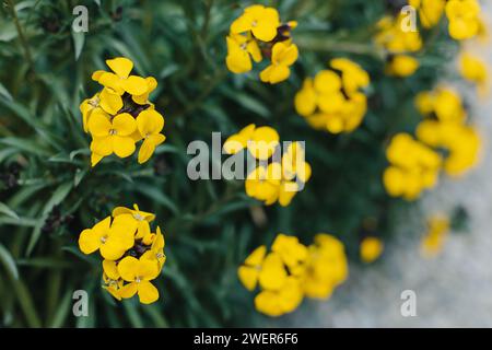 Schöne gelbe Blumen von Wallflower (Erysimum cheiri) in einem Frühlingsgarten. Selektiver Fokus. Stockfoto