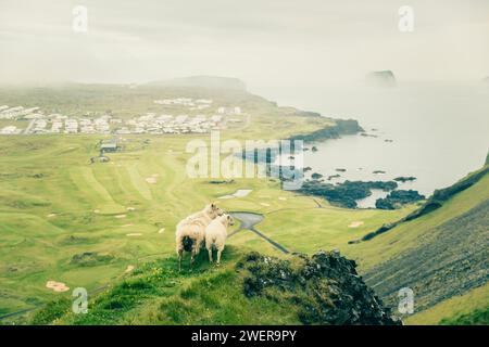 Zwei Schafe stehen auf dem Abgrund eines Berges und blicken hinunter auf die Küste der Westman Islands, Vestmannaeyjar Island. Stockfoto