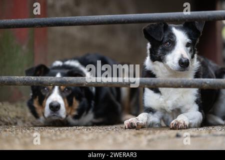 Border Collie Schäferhunde in einem Schafstall, die Schafe im Auge behalten. North Yorkshire, Großbritannien. Stockfoto