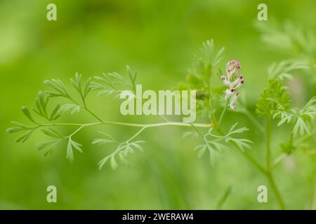 Fumaria officinalis, gewöhnlicher Fumitorien, Drogenfumitorien oder Erdrauch Nahaufnahme. Unschärfe-Effekt Stockfoto