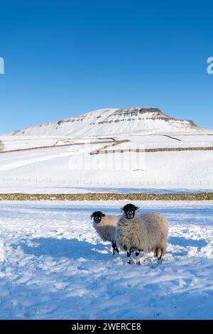 Dalesbred Schaf hoggs warten auf Futter in einem schneebedeckten Feld, mit Penyghent Hügel im Hintergrund. Horton in Ribblesdale, North Yorkshire, Großbritannien. Stockfoto