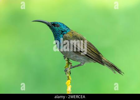 Grünkopf-sonnenvogel, Cyanomitra verticalis Stockfoto