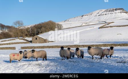 Dalesbred Schaf hoggs warten auf Futter in einem schneebedeckten Feld, mit Penyghent Hügel im Hintergrund. Horton in Ribblesdale, North Yorkshire, Großbritannien. Stockfoto