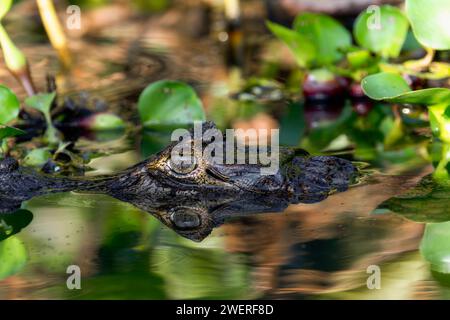 Yacare Caiman (Caiman yacare) im Wasser in Brasilien Stockfoto